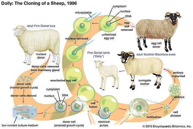 STEEN MALTE WILLADSEN (1943)