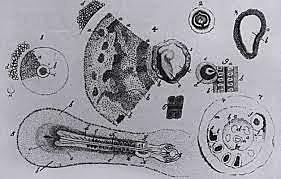 Kaspar Friedrich Wolff