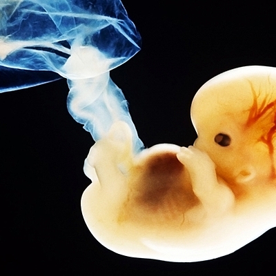 Timeline: Historia de los científicos y sus aportaciones a la biología del desarrollo.