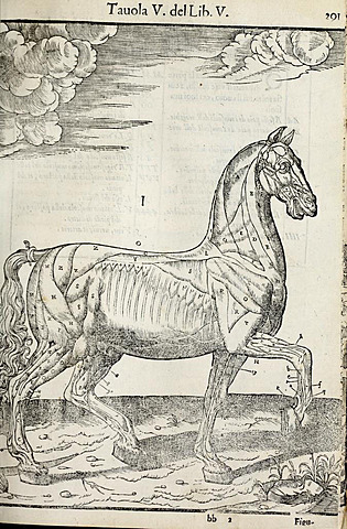 Carlo Ruini (1530-1598)