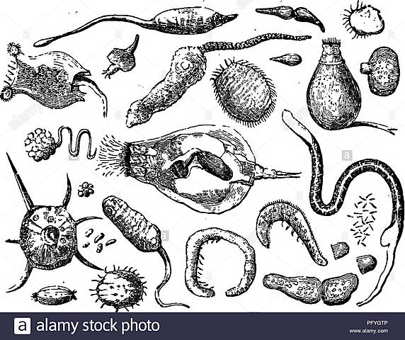 Jean-Louis Prevost  y Jean-Baptiste Dumas