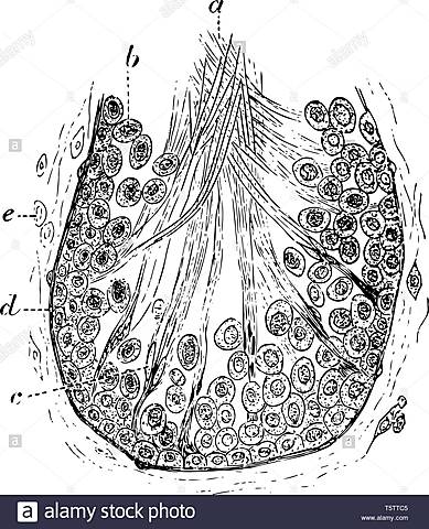 Rudolph Albert von Kölliker yTheodor Ludwig Wilhelm von Bischoff