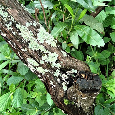 Timeline: Microbiología