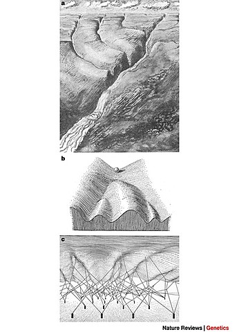 CONRAD HAL WADDINGTON (1905-1975)