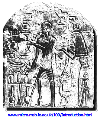 Enfermedades De Etiología Microbiana