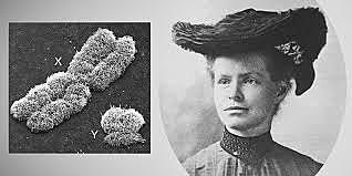 Nettie Maria Stevens (1861-1912)