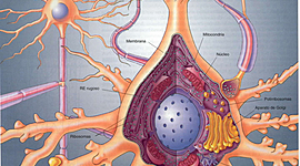 Timeline: UN POCO DE HISTORIA SOBRE LA CÉLULA