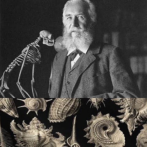Ernst Haeckel