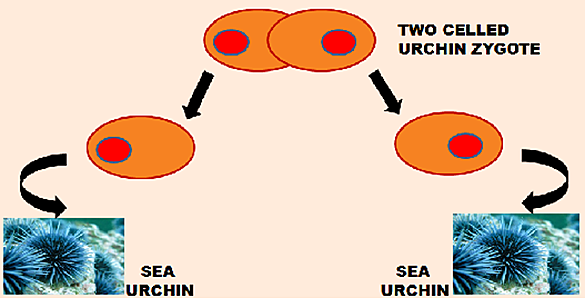 Hans Adolf Eduard Driesch (1867-1941)