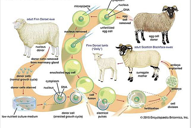 Steen Malte Willadsen