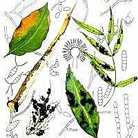 "Patología de sólidos"