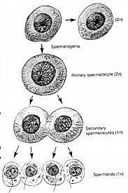 Efectos hereda-bles y somáticos