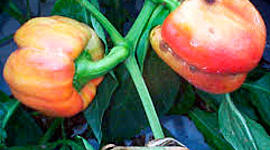 Timeline: HISTORIA DE LA FITOPATOLOGIA