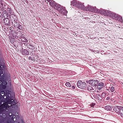 Timeline: Línea del Tiempo de la Histología