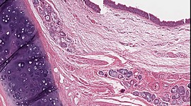 Timeline: Línea del Tiempo de la Histología