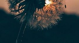 Timeline: Mi línea de tiempo.