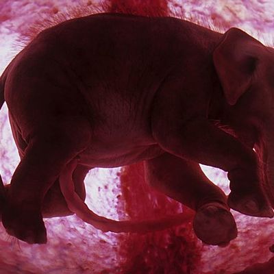 Timeline: Karen Anette Sepúlveda Montes