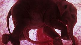 Timeline: Karen Anette Sepúlveda Montes