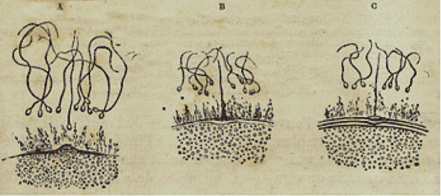 Oscar Hertwig y Hermann Fol