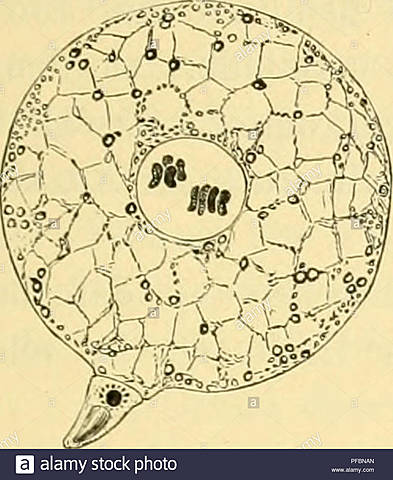 Theodor Heinrich Boveri