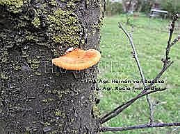 1200 Albertus Magnus primer patógeno vegeta