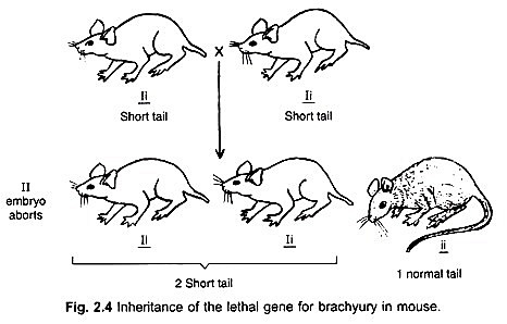 Salomé Gluecksohn-Schoenheimer