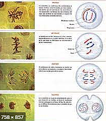 Riesgo de efectos heredables