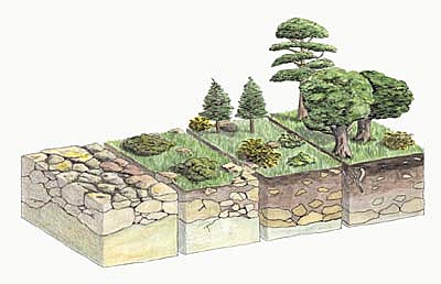 Teoría de los factores de la edafogénesis