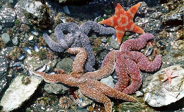 ORGANIZACION NERVIOSA