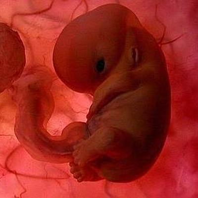 Timeline: Línea del tiempo “Historia de la embriología”