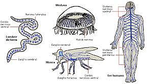 SURGIMIENTO DEL SISTEMA NERVIOSO