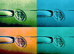 Keith Campell y Ian Willmut