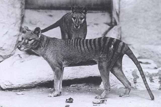 EXTINCION LOBO MARSUPIAL