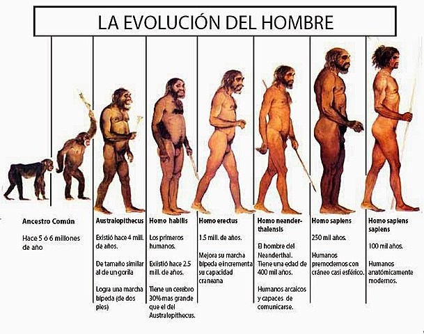 LA EVOLUCIÓN DEL HOMBRE