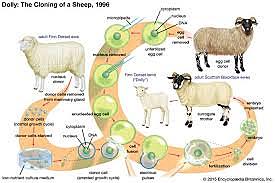 Steen Malte Willadsen  (1943-2020)