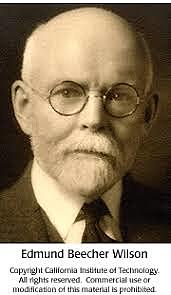 Edmund Beecher Wilson  (1856-1939)