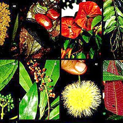 Timeline: Historia de los conceptos de causa y enfermedad: paralelismo entre la Medicina y la Fitopatología