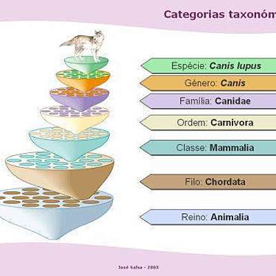 Timeline: Historia de la Taxonomia, Christian Rojas