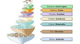 Timeline: Historia de la Taxonomia, Christian Rojas