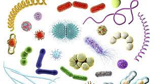 Vista por primera vez de los microbios