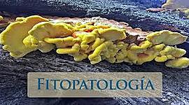 Timeline: La Historia De La Fitopatología.