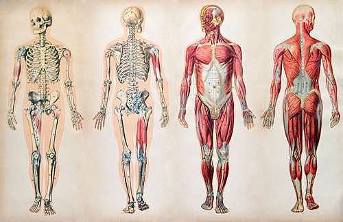 Importance of the WHOLE body