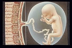 RADIOSENSIBILIDAD DEL FETO