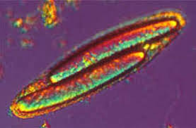 MAYOR CÉLULA PROCARIOTA