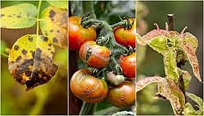 1847 LA FITOPATOLOGIA COMO CIENCIA