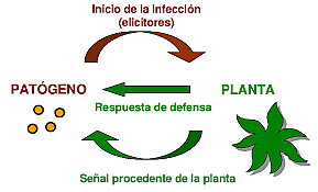1998 INTERACCION PATOGENO PLANTA