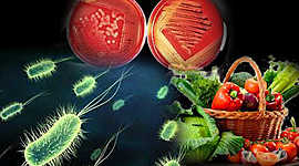 Timeline: Historia- evolución de la microbiología de alimentos.