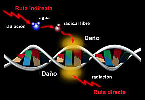 Evento 2 Efectos Biológicos de la Radiación