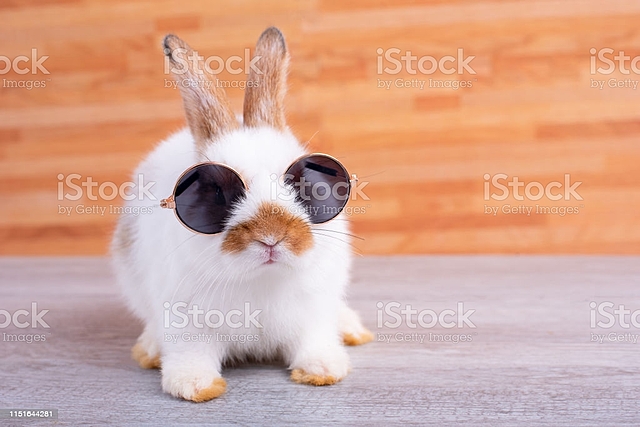 Going Undercover as a Playboy Bunny