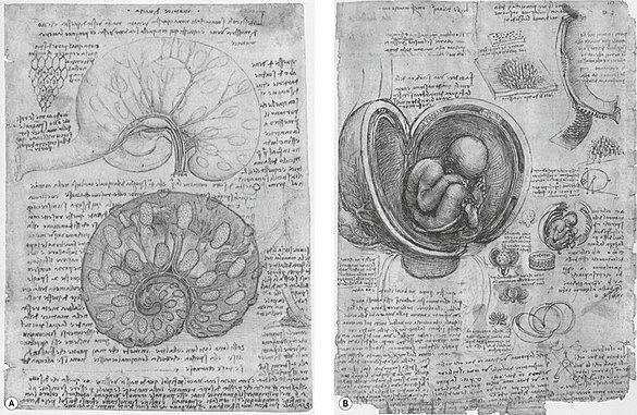 Leonardo Da Vinci (1452–1519)